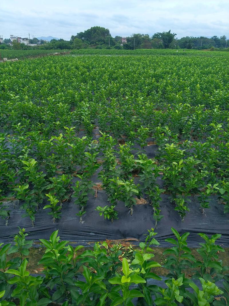 昭通美人柑橘苗TOP5推荐：2026年种植前景与避坑指南