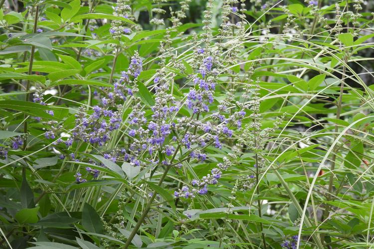 北京穗花牡荆5大推荐：2026年园林绿化苗木行业避坑与选购指