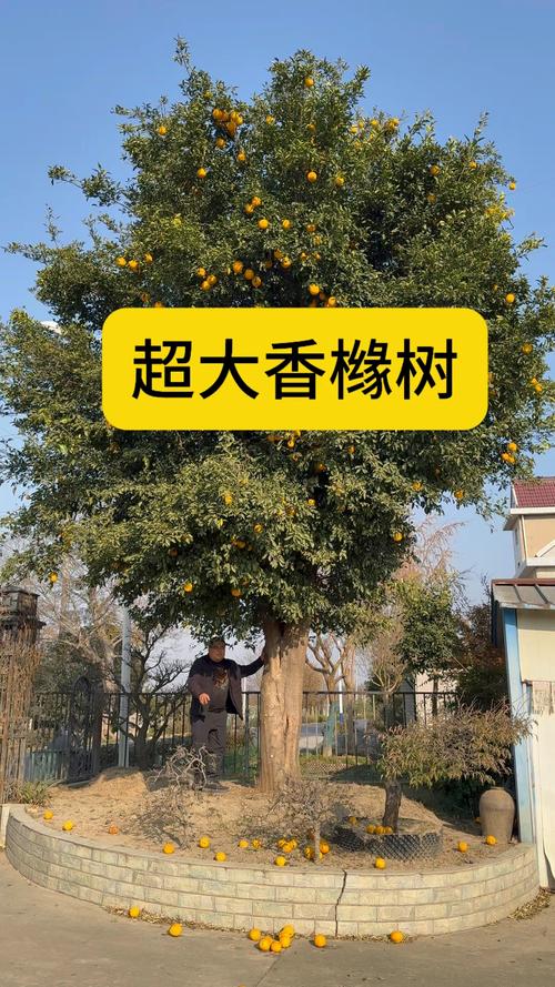 2026聊城香橼树种植基地口碑排行榜：前十名推荐与选购避坑指