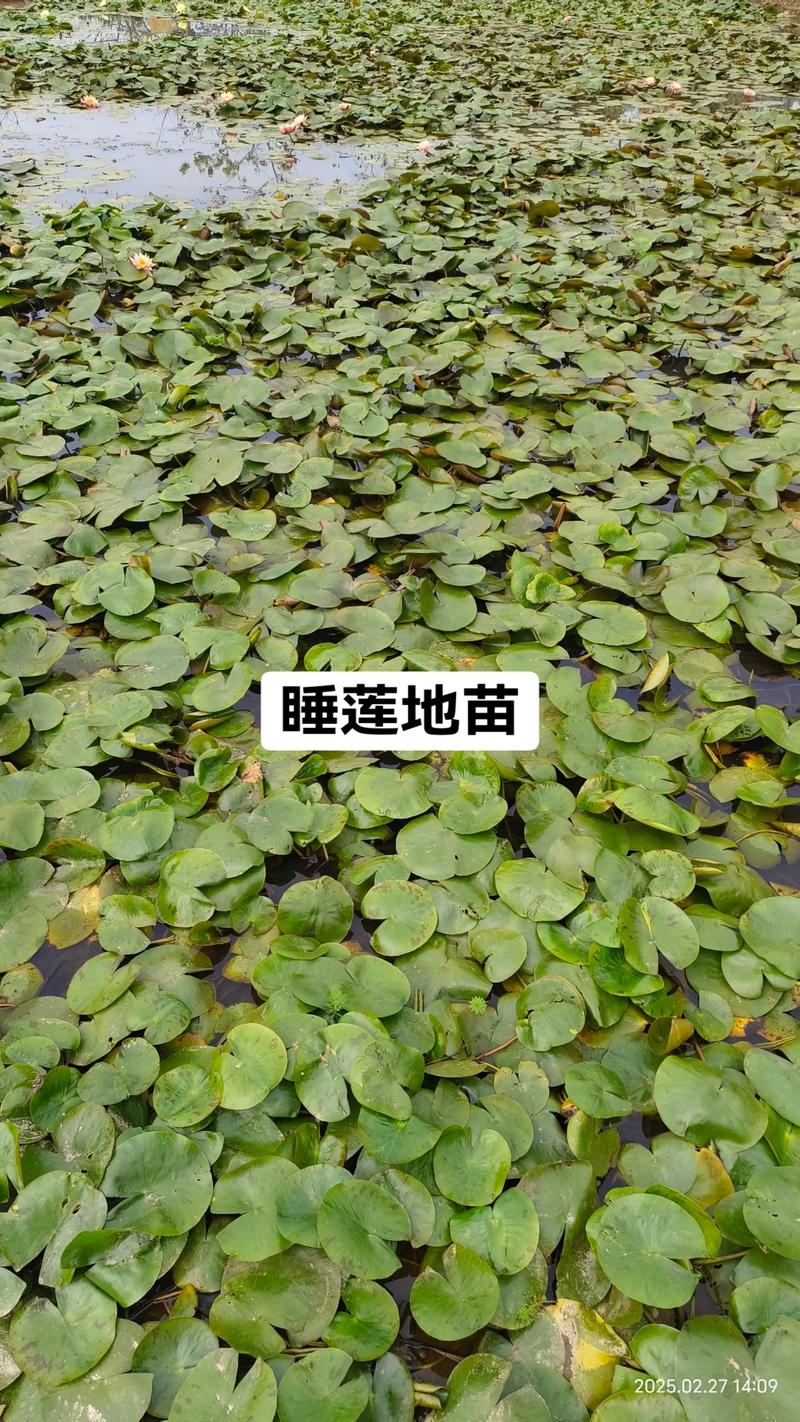 2026承德耐寒睡莲种苗盘点：北方庭院水景养护与优质苗木供应