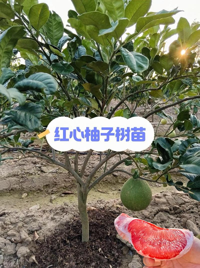 鄂尔多斯红心柚苗前3强：2026年口碑、价格与种植指南
