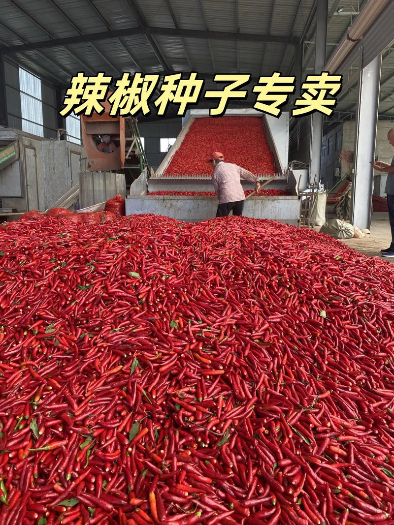 日照辣椒种子品种推荐：2026年种植必看的前5名高产及口碑型