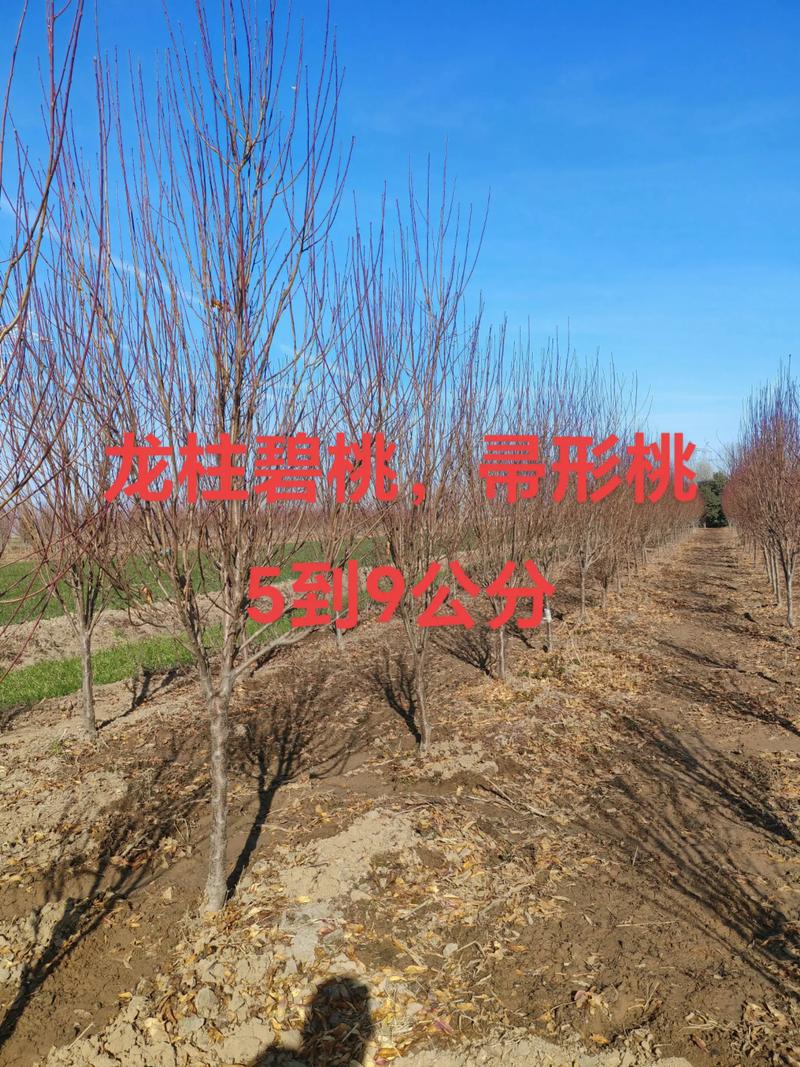2026阜阳碧桃5-15公分市场盘点：优质供应商推荐与选购避