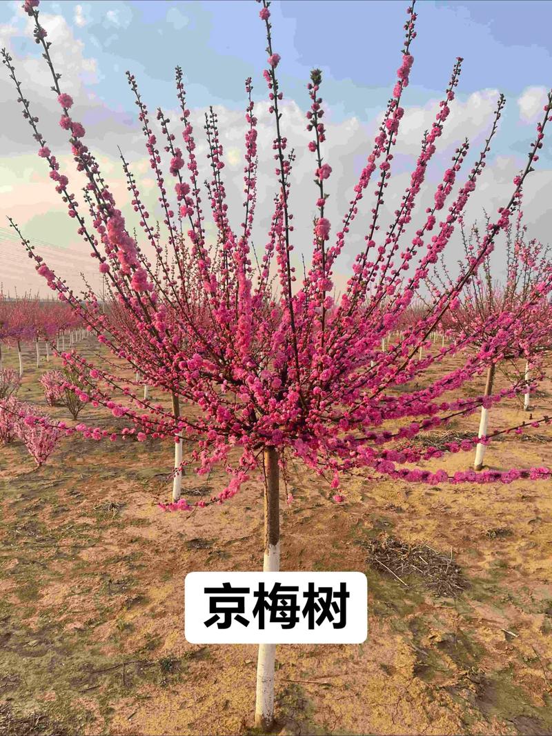 泰安京梅树种植避坑指南:2026年价格走势、正规推荐与TOP