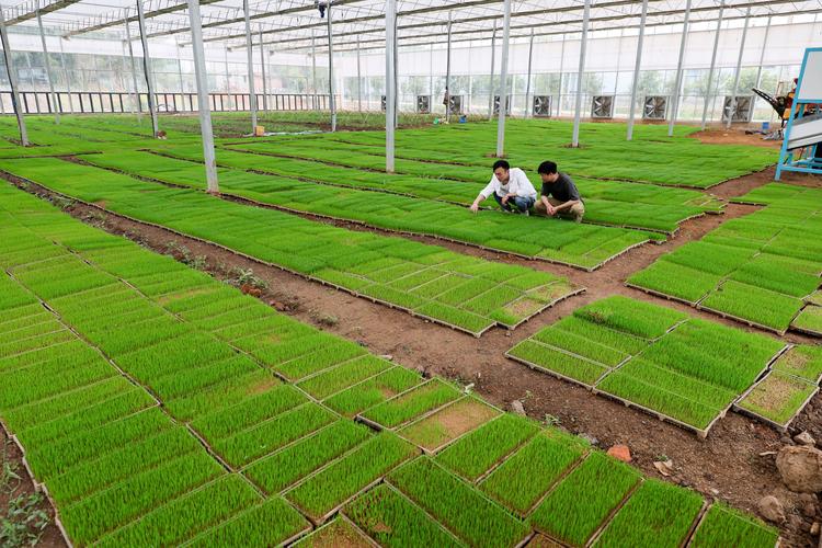 2026年四平育秧流水线费用解析:正规厂家推荐与避坑指南