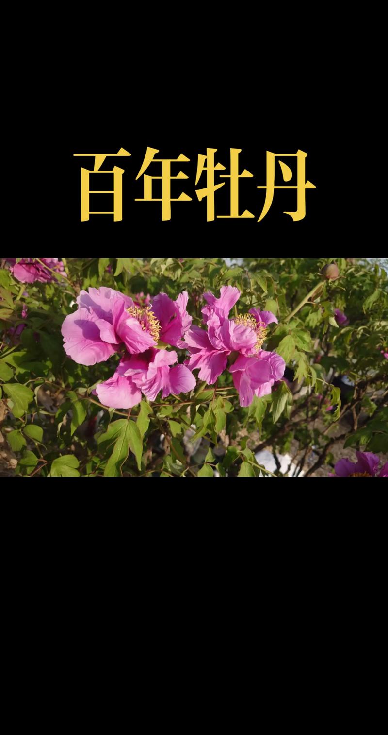 信阳百年牡丹TOP5推荐:2026年高端庭院设计与园林景观首