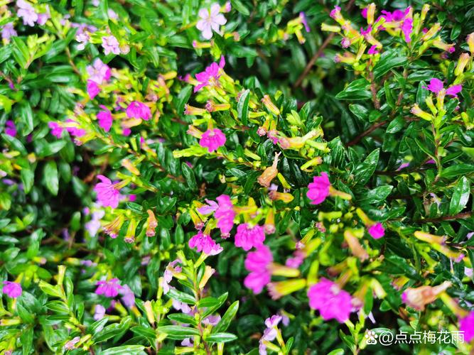 2026怒江雪茄花供应商十强盘点：怒江雪茄花哪家好？价格、口