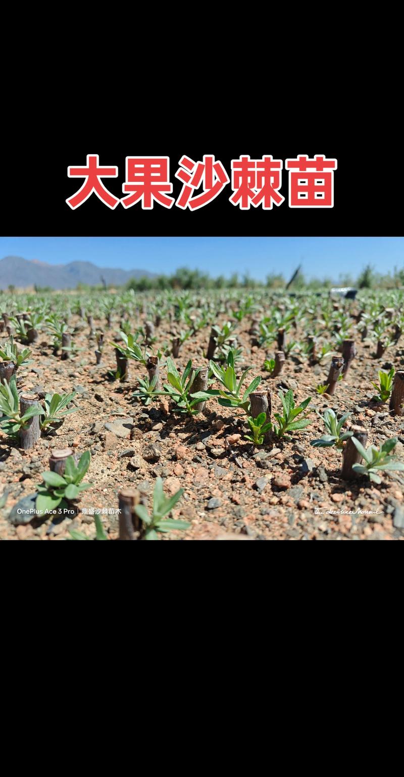 泰安沙棘小苗前十：2026年种植户选购避坑指南与口碑盘点