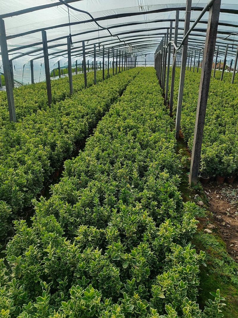 台州工矿区绿化植物前三推荐：选对品种，降低维护成本