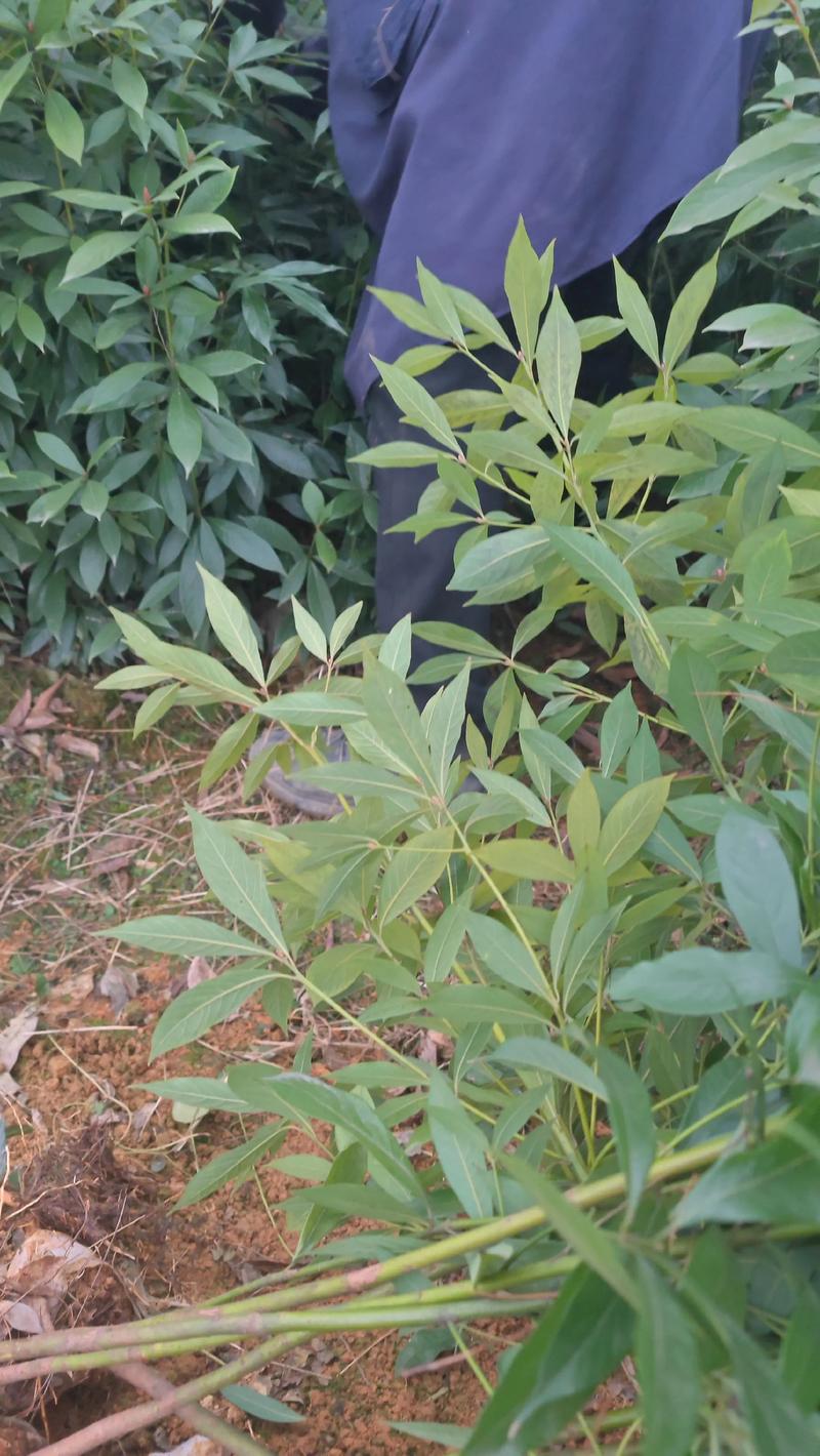 2026年阿拉善桢楠芽苗种植与选购：口碑基地排名及避坑指南
