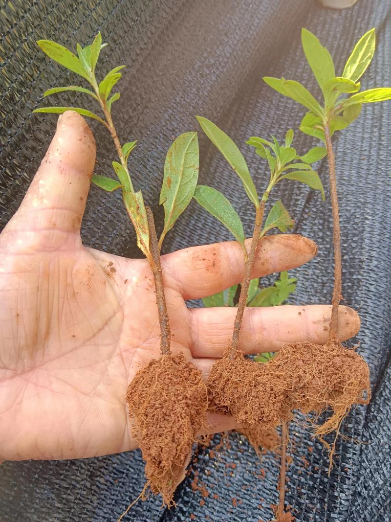 阳江杜英芽苗籽选购指南与行业分析:2026年优质苗木推荐