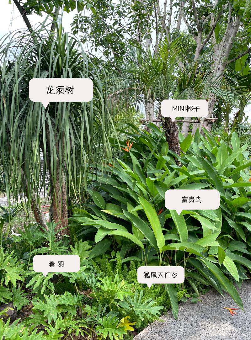 乐山阳台庭院植物TOP5推荐:2026年口碑清单与费用避坑指