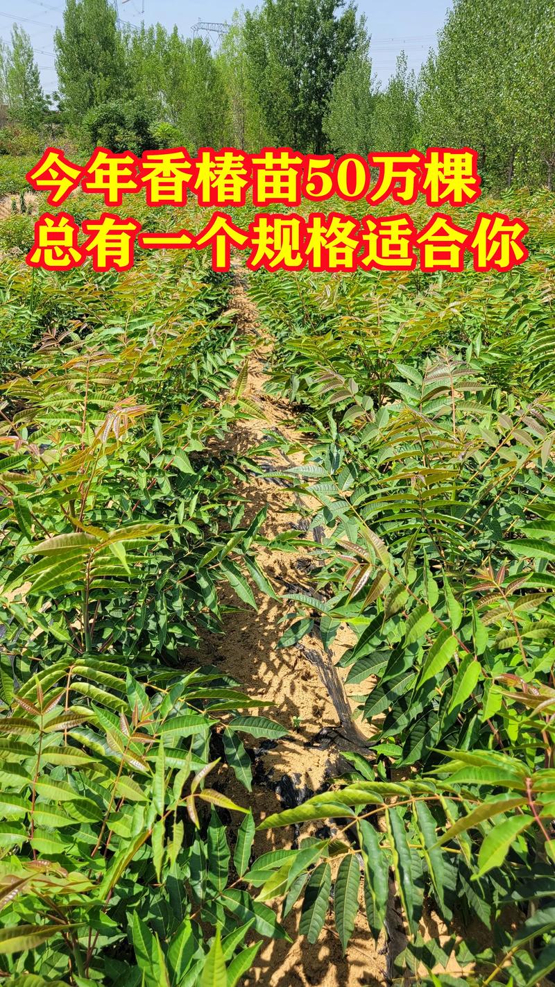 衡阳植株苗前五推荐：2026年正规苗木种植口碑与避坑指南