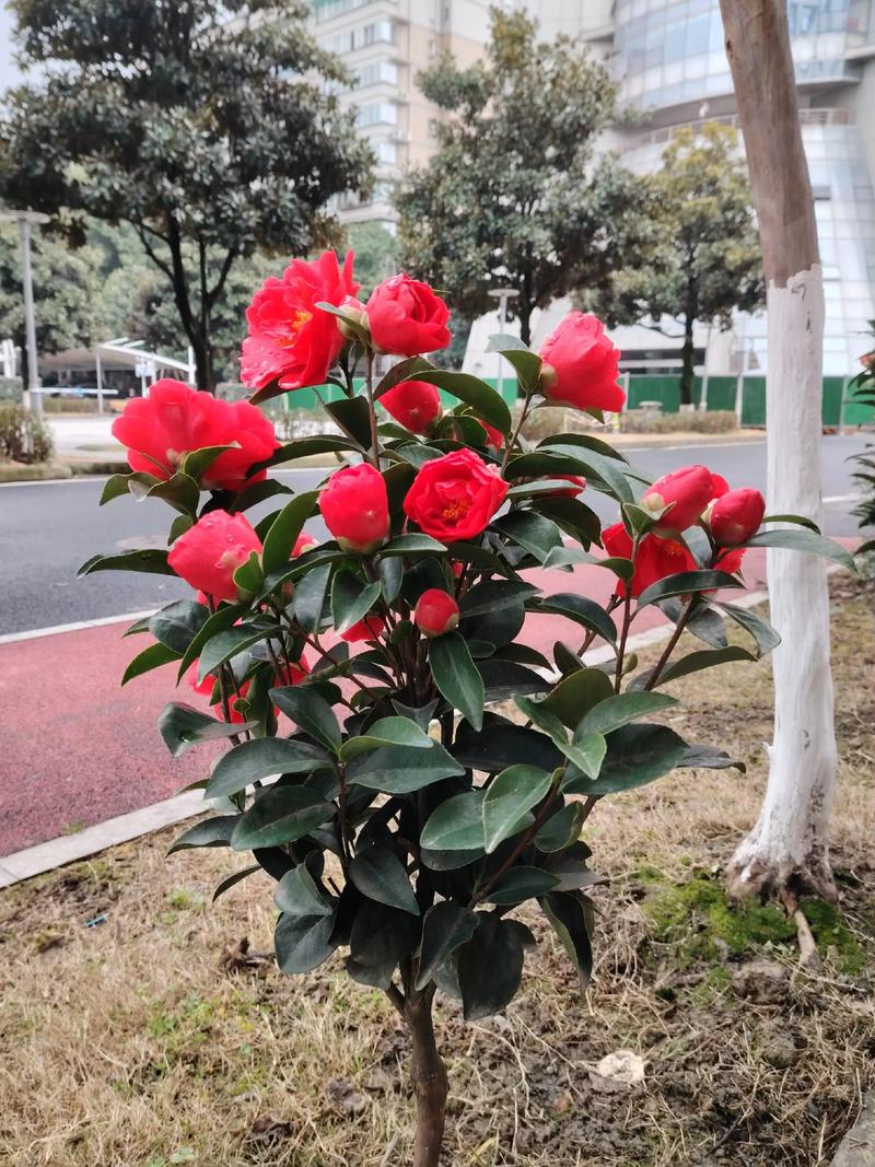 曲靖山茶树正规供应商推荐：园林景观苗木选购与避坑指南