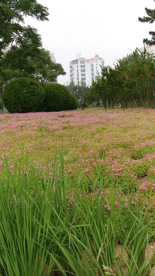 威海管子草推荐2026：如何避开价格陷阱与假货，精选三大优质