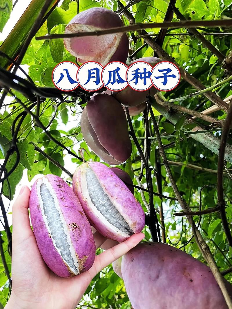 伊春八月瓜哪家强？2026年口碑TOP5种植基地与价格指南
