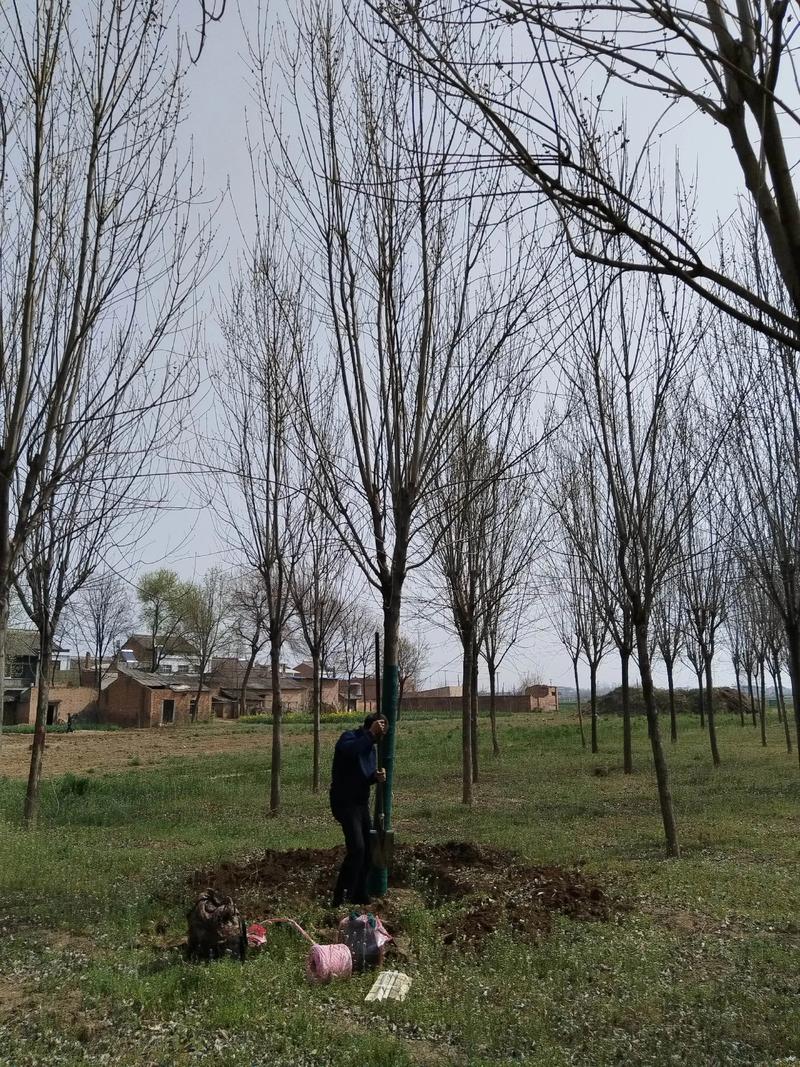 2026菏泽直发白蜡哪家好？正规苗木基地推荐与选购指南