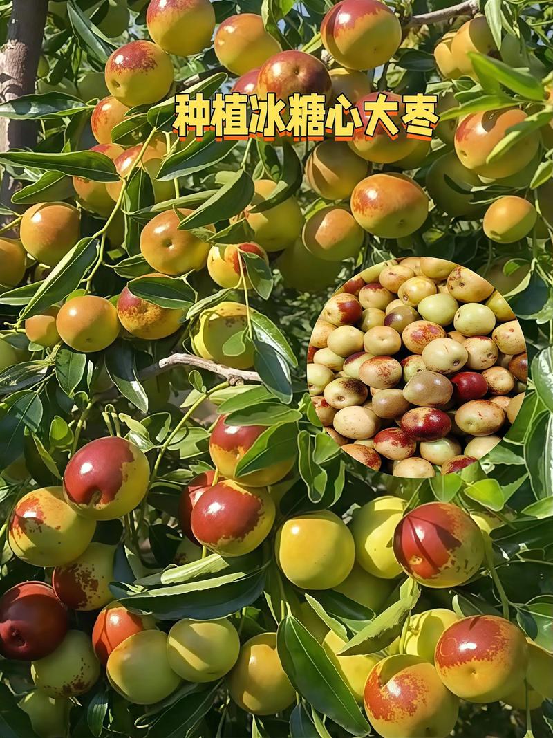 商丘中东海枣哪家好?2026年河南商丘海枣种植大户推荐与选购
