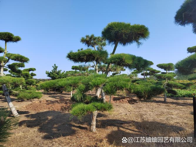 黑河公园观赏行道树哪家强?2026年园林企业TOP3强榜单与