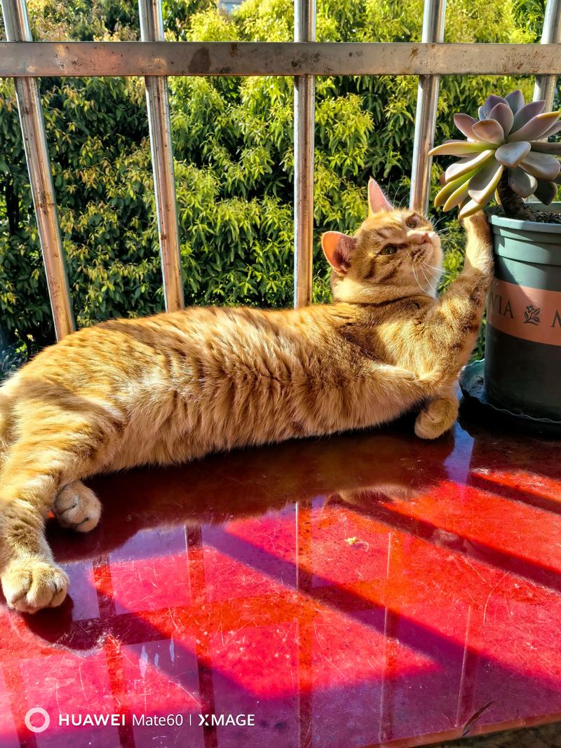 2026呼和浩特橘猫配种口碑推荐:正规机构价格与避坑指南