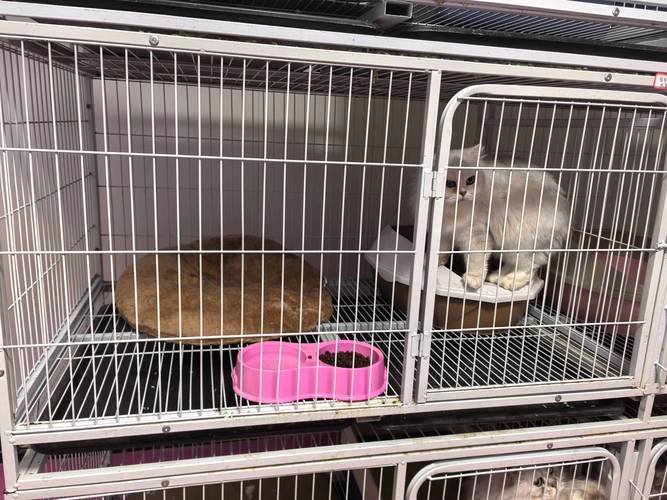 台州本地宠物寄养套餐前三强推荐:正规靠谱选择避坑指南与价格费