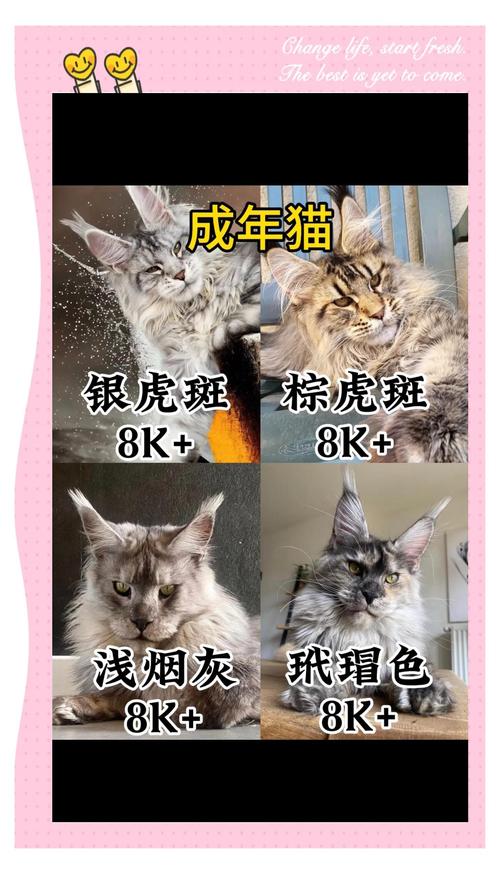 鹤壁缅因猫配种价格参考:正规繁育资质费用及避坑指南