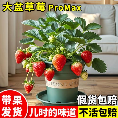 2026年丹东绿植盆栽经销商费用解析：庭院风水与选材避坑指南