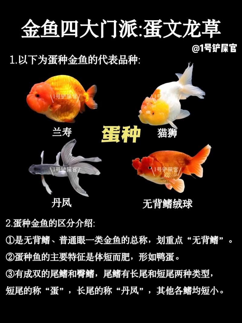 2026年乌鲁木齐观赏金鱼排名:优质商家推荐与选购指南 2026年乌鲁木齐观赏金鱼排名:优质商家推荐与选购指南
