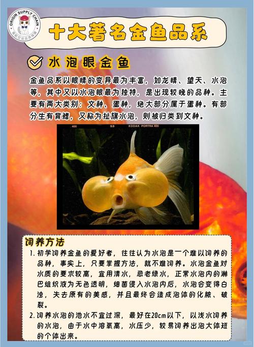 2026年乌鲁木齐观赏金鱼排名:优质商家推荐与选购指南