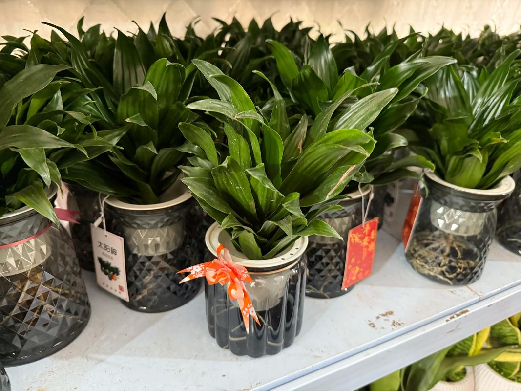 苏州鲜花绿植租赁养护企业哪家好？2026服务评估与优选盘点