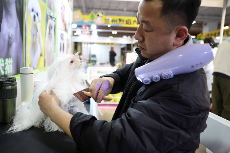 2026西安本地宠物摄影行业全景：专业机构推荐与价格避坑指南
