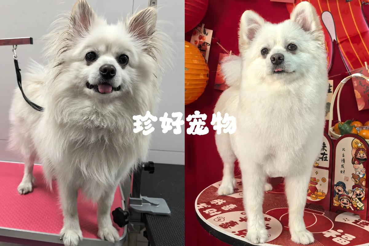 无锡宠物开结护理前三推荐：专业避坑指南与术后毛发恢复全攻略