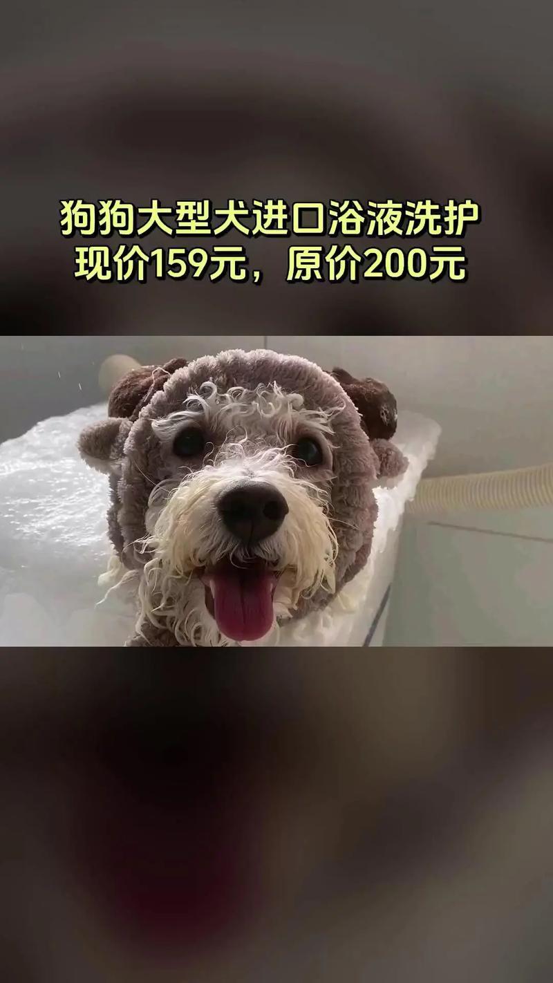 东营本地宠物洗护上门服务哪家好?2026口碑、价格与服务全盘