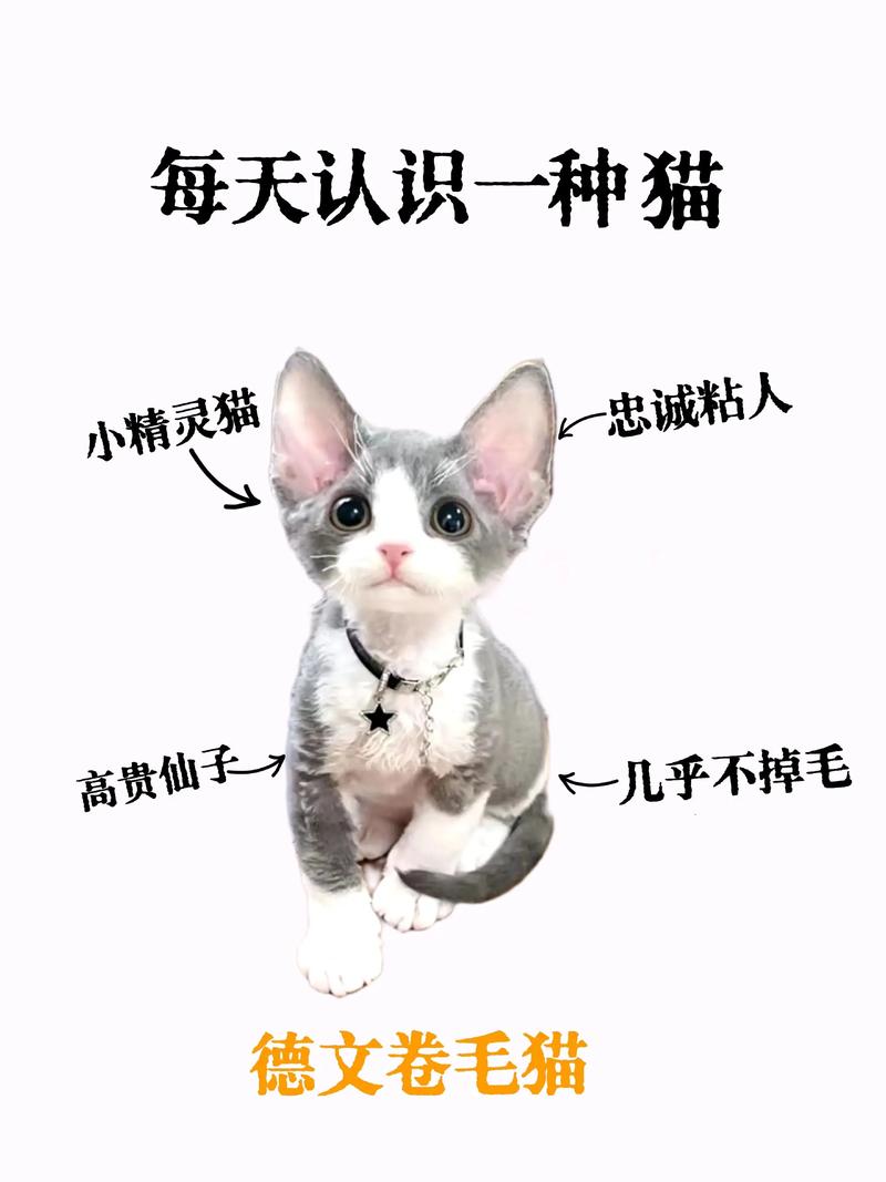 2026遂宁德文卷毛猫出售市场分析：正规渠道选购与避坑全攻略