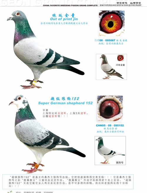 2026承德苏牧配种排名_承德宠物配种市场专业测评与避坑指南