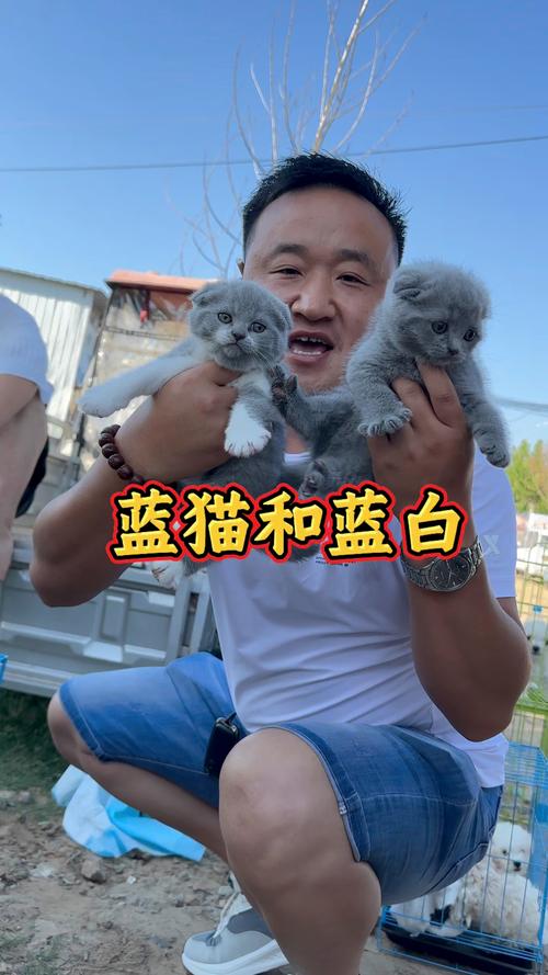 齐齐哈尔英短蓝猫出售费用参考与2026年正规选购避坑指南