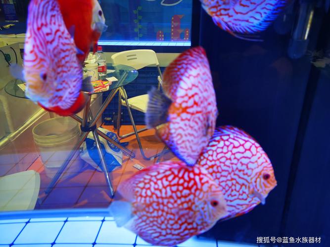 南昌水族器材哪家强？2026年行业口碑前3名盘点与避坑指南