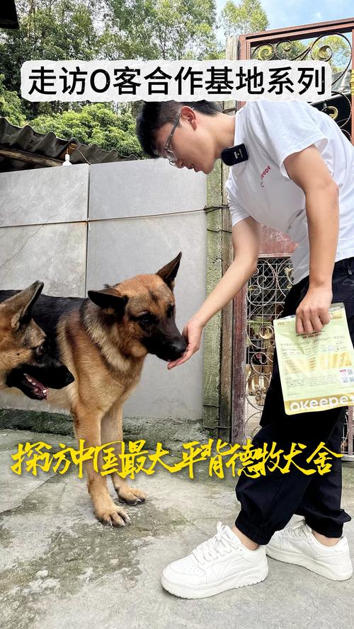 2026年邯郸德牧出售正规渠道推荐：如何筛选优质厂家与避坑指