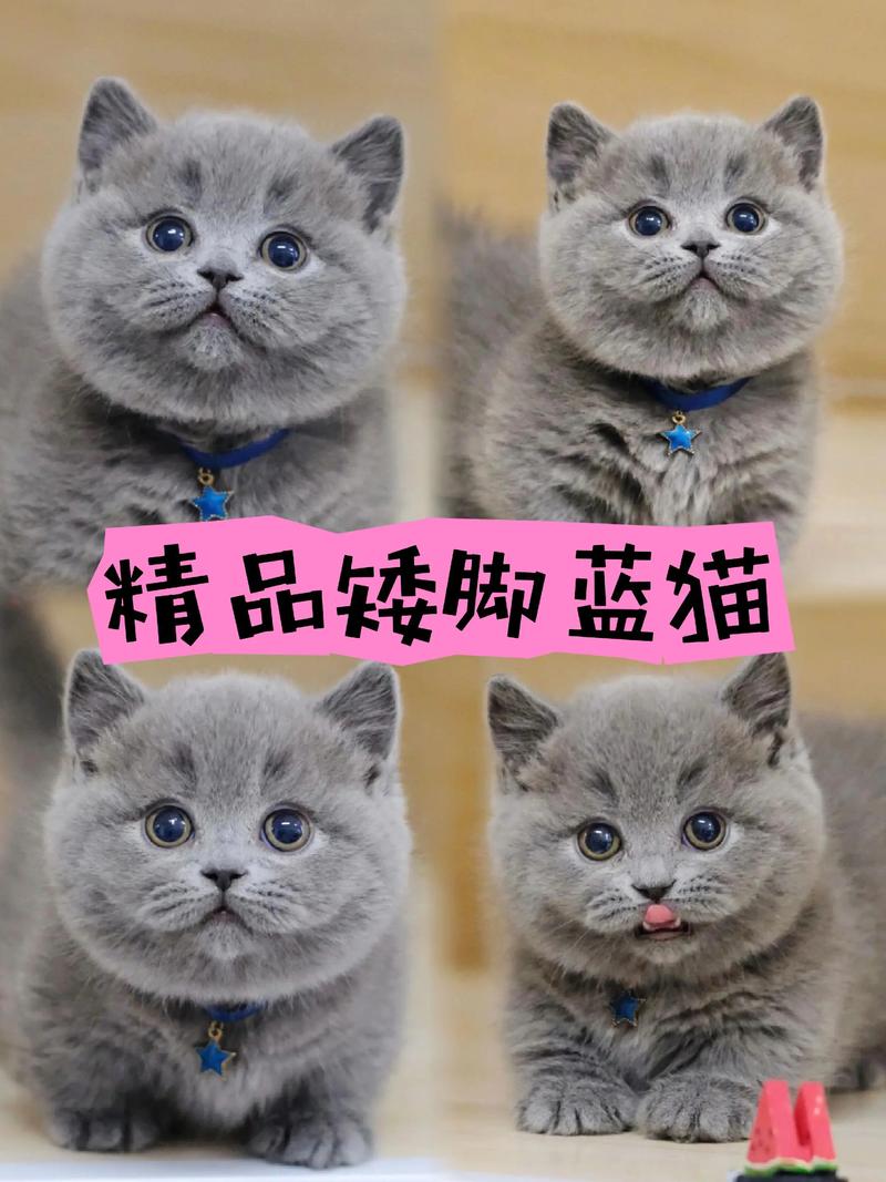三明英短蓝猫厂家前3强盘点：2026年值得关注的正规繁育基地