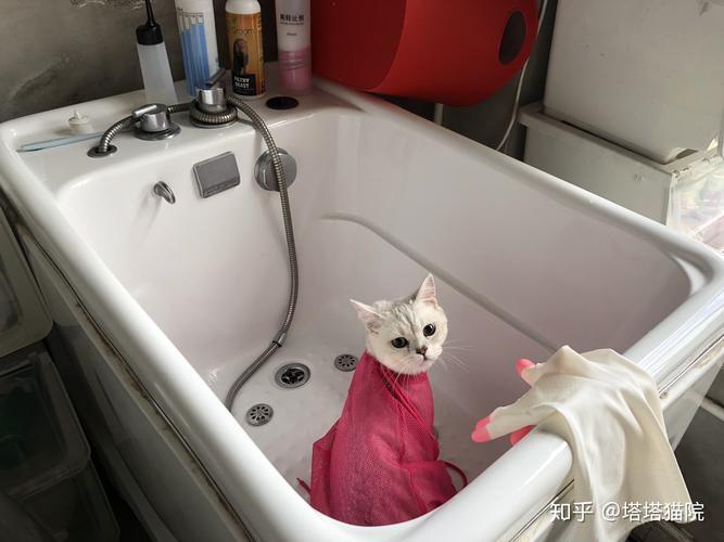 2026驻马店宠物洗护上门服务行业盘点:从药浴SPA到开结护