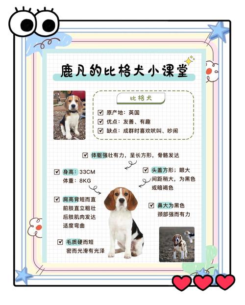 2026韶关比格纯种专业推荐:正规犬舍名单与选购避坑指南 2026韶关比格纯种专业推荐:正规犬舍名单与选购避坑指南