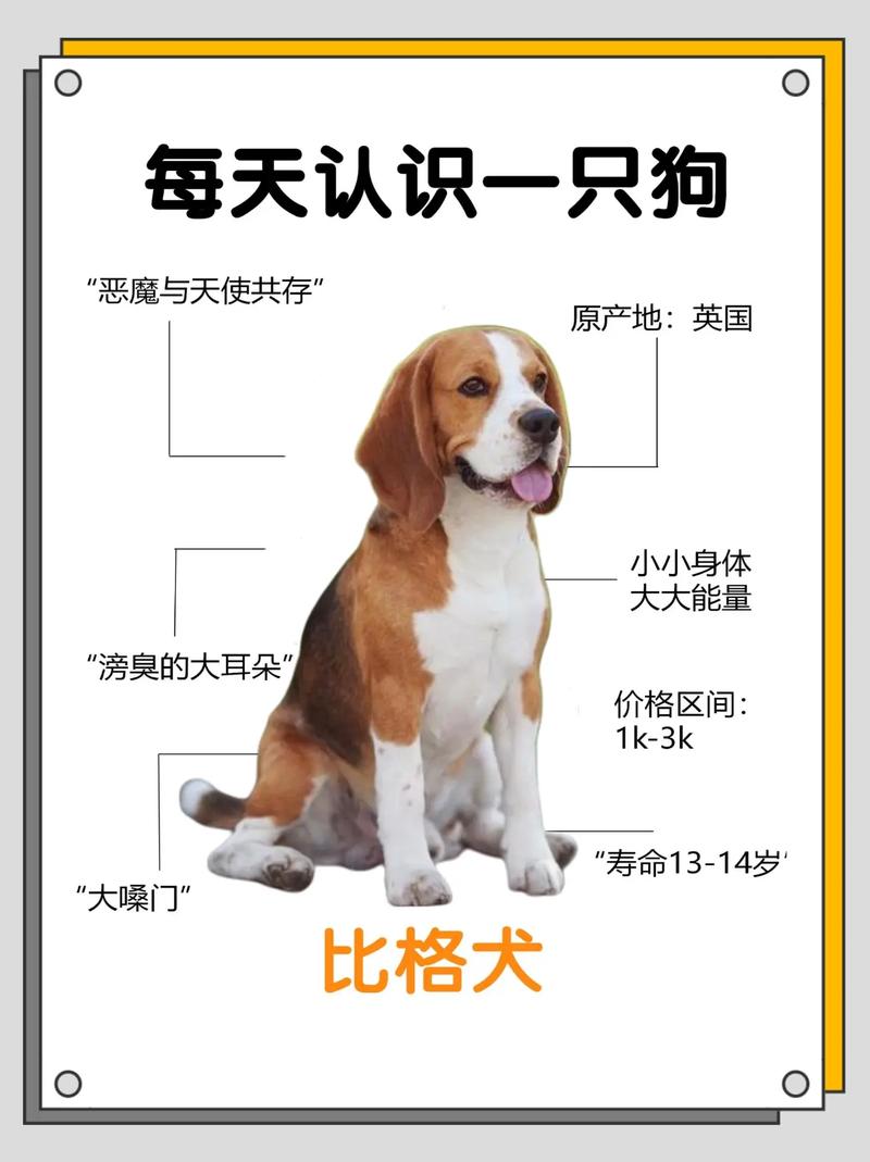 2026韶关比格纯种专业推荐:正规犬舍名单与选购避坑指南 2026韶关比格纯种专业推荐:正规犬舍名单与选购避坑指南