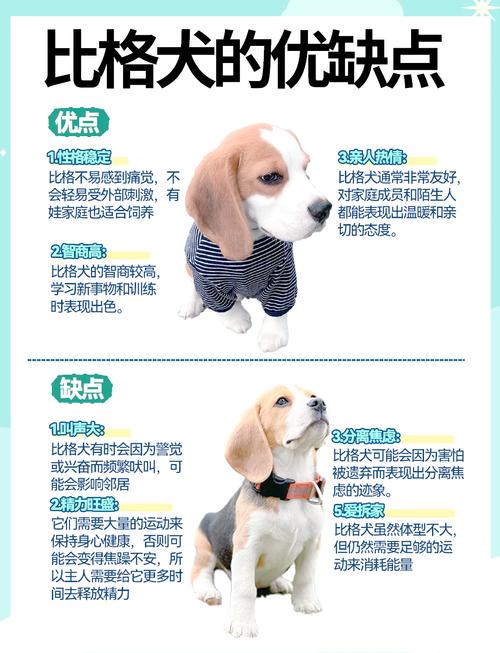 2026韶关比格纯种专业推荐:正规犬舍名单与选购避坑指南