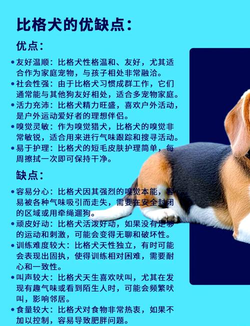 2026韶关比格纯种专业推荐:正规犬舍名单与选购避坑指南 2026韶关比格纯种专业推荐:正规犬舍名单与选购避坑指南