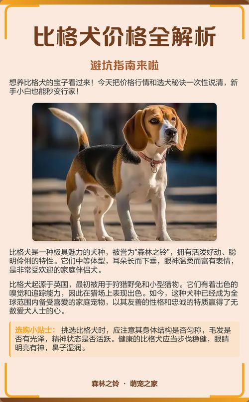 2026韶关比格纯种专业推荐:正规犬舍名单与选购避坑指南 2026韶关比格纯种专业推荐:正规犬舍名单与选购避坑指南