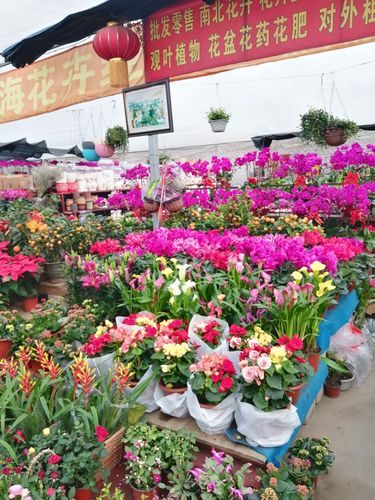 2026阿克苏花肥花药厂家十强推荐：选购指南与安全避坑