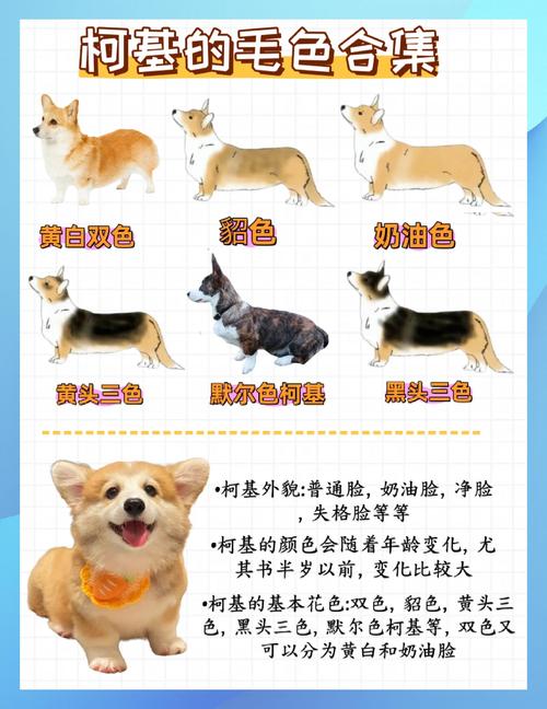 延安柯基纯种怎么选?2026年宠物选购方案对比与避坑指南