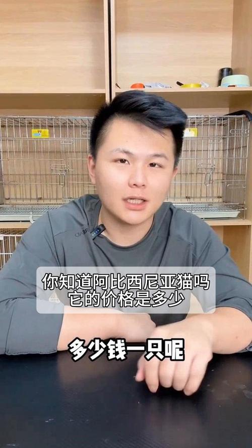 2026年保山阿比西尼亚猫厂家推荐：正规繁育基地与口碑价格排