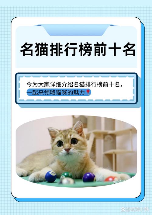 武威新加坡猫厂家盘点:2026年正规纯种猫繁育商推荐与避坑指