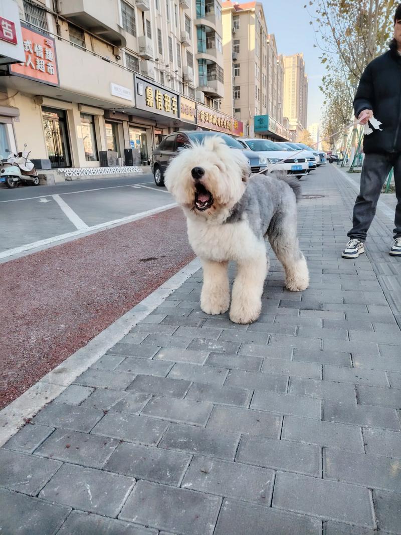 2026年毕节古牧纯种犬推荐：口碑TOP3选购指南与避坑全攻
